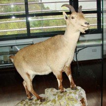 Esse animal foi o único ‘extinto’ duas vezes e se tornou um marco para a ciência - Wikimedia Commons/Jose Miguel Pintor Ortego