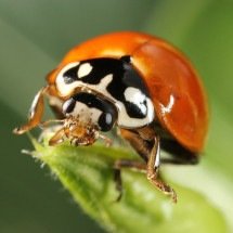 Joaninha é aliada na agricultura: além da beleza, tem lenda de bom presságio - Nortondefeis wikimedia commons 