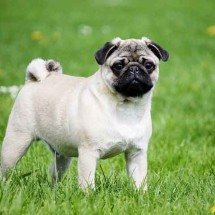 Discretinhas: Raças de cães que latem pouco e preservam o sossego - Imagem de Katrinbechtel por Pixabay