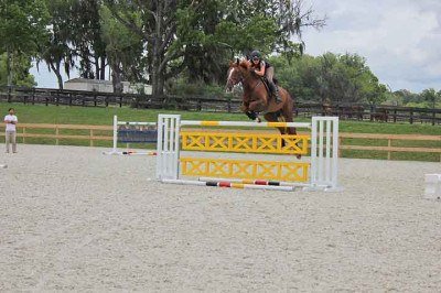 A cidade de Ocala, localizada no Condado de Marion, Flórida, nos Estados Unidos, é amplamente reconhecida e considerada a Capital Mundial do Cavalo. Afinal, essa área é um berço de campeões, produzindo cavalos puro-sangue que venceram corridas icônicas como o Kentucky Derby. -  (crédito: Reprodução do Flickr Eleanor Rhinehart)
