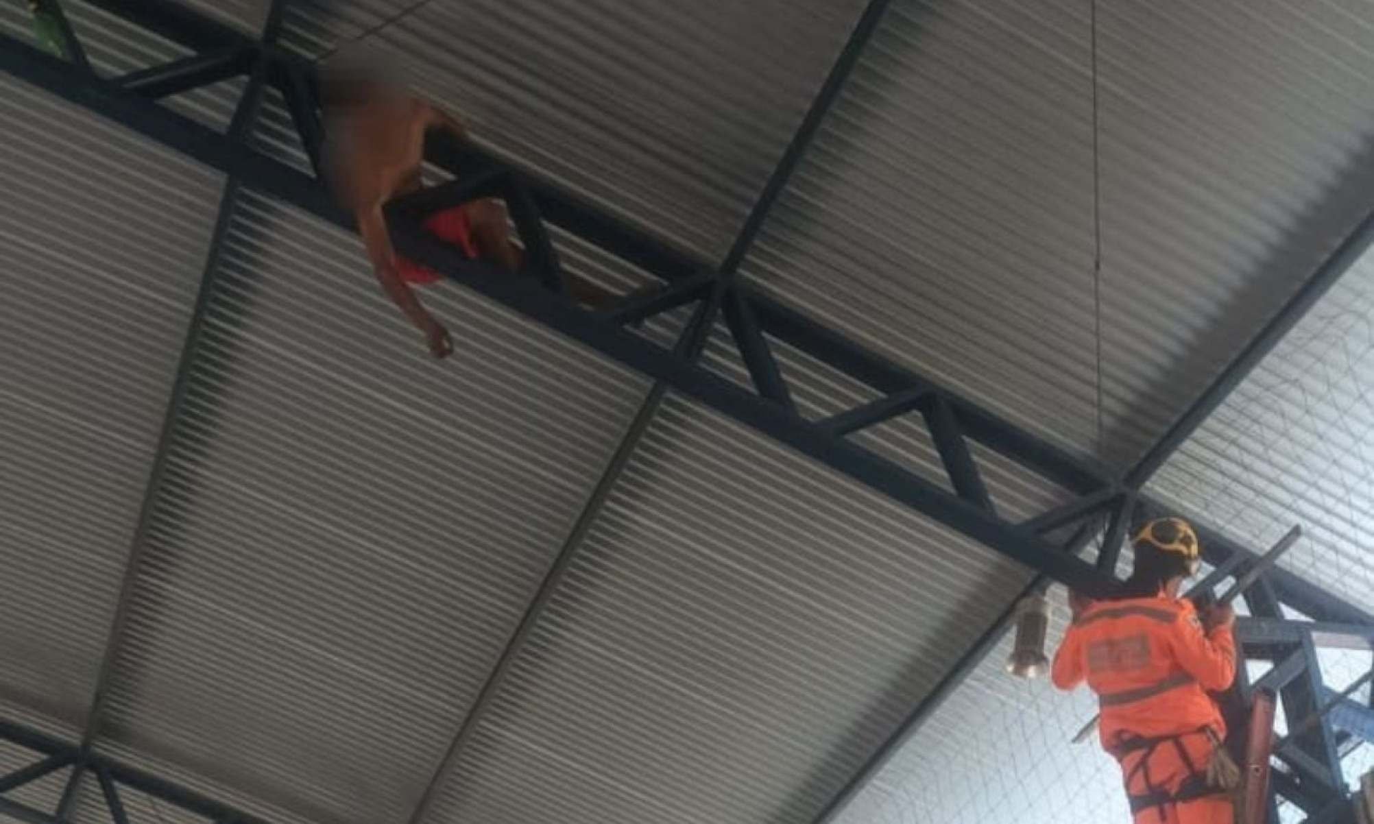 Jovem tenta recuperar bola do teto de ginásio, mas fica preso