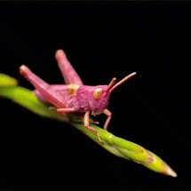 Saiba por que os raros gafanhotos cor de rosa vivem pouco - Reprodução do Site Capitalist