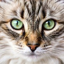 Olhos de águia! Animais com visão aguçada e privilegiada - Imagem gerada por i.a 