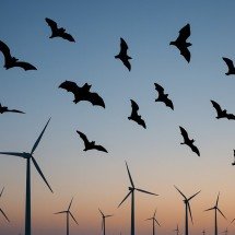 Turbinas eólicas ameaçam e causam morte de morcegos - Imagem gerada por i.a 