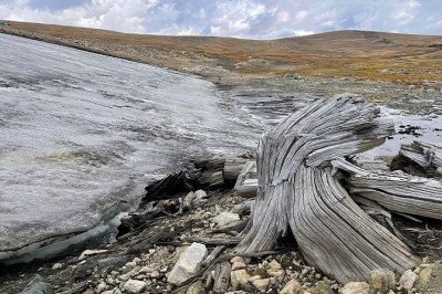 Pesquisadores da Universidade Estadual de Montana (MSU), nos EUA , identificaram mais de 30 árvores que teriam se formado há cerca de seis mil anos no Planalto Beartooth, em Wyoming. -  (crédito: reprodução/Daniel Stahle/Montana State University)