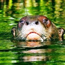 Ariranha gigante volta a habitar águas do Cone Sul após décadas de ausência -  Flickr Ivan Fucci