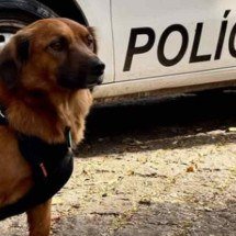 Cachorro entra em batalhão da PM, ganha patente e viraliza - Redes sociais / reprodução