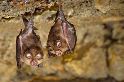 Uma equipe do Museu de História Natural de Berlim registrou, pela primeira vez, imagens de uma espécie de morcego que não era vista desde 1970.   -  (crédito: Armando Caldas - Flickr)
