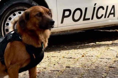 Vira-lata se tornou o mascote de batalhão policial -  (crédito: Redes sociais / reprodução)