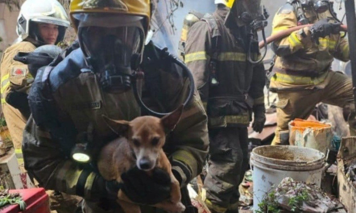 As chamas foram combatidas pelo Corpo de Bombeiros. N&atilde;o houve v&iacute;timas e um cachorro foi resgatado 