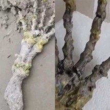 Esqueleto de ‘mão gigante’ assusta banhistas na praia - Montagem Flipar