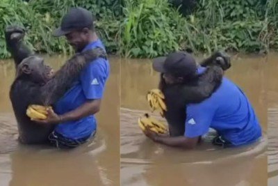 Um reencontro entre um macaco e seu antigo cuidador causou emoção nas redes sociais. O chimpanzé chamado Citron reconheceu Fabrice Moudoungue e correu para abraçá-lo. A cena viralizou.  -  (crédito: Reprodução redes sociais ONG Papaye International)