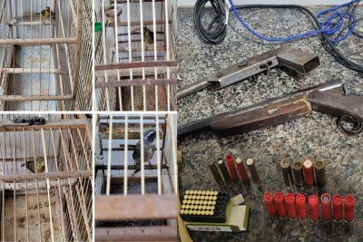 Gaiolas com os p&aacute;ssaros silvestres, aves h&iacute;bridas, armas de ca&ccedil;a e muni&ccedil;&atilde;o foram apreendidas em Santa B&aacute;rbara do Monte Verde. Suspeito foi preso e multado -  (crédito: PMMG/Divulga&ccedil;&atilde;o)