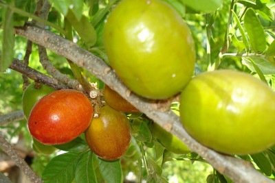 Uma das frutas mais populares do Nordeste, a  refrescante seriguela pertence à família Anacardiaceae, a mesma do caju, e varia entre as cores verde, amarelo, laranja e vermelho. Ela, então, pode trazer inúmeros benefícios à saúde e ser consumida de diferentes formas. -  (crédito: Fábio Barros wikimedia commons)