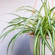 8 plantas que ajudam a refrescar a casa e ainda purificam o ar - Getty Images/iStockphoto