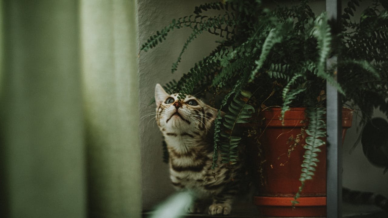 5 plantas que ajudam no conforto e na qualidade do ar em casa - Pexels