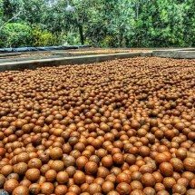 Rica em nutrientes, macadâmia controla colesterol e protege o coração -  Flickr  Terry Pridemore