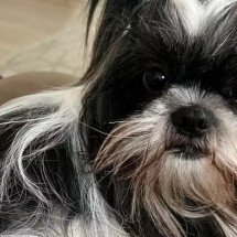 Shih tzu morre esquecida em carro de pet shop no interior paulista - Arquivo Pessoal