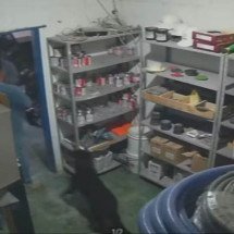 Cachorro evita furto e ajuda a prender suspeito em marmoraria de BH - Rede Globo/Reprodução