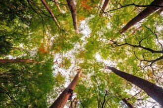 Florestas são uma fonte de benefícios para o ser humano