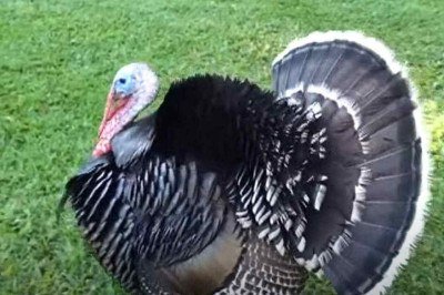 O peru é uma ave com origens curiosas e uma rica história ligada às tradições natalinas. Ele é nativo da América do Norte, onde vive em estado selvagem.  -  (crédito: Youtube/MrJaboelter)