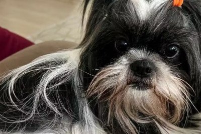 Uma cadela da raça shih tzu morreu após ser esquecida dentro do carro de um pet shop em Itapeva, no interior de São Paulo, em um dia de forte calor. Segundo a tutora, Isabela Aranha, Pandora havia sido levada para banho por uma funcionária do estabelecimento. -  (crédito: Arquivo Pessoal)