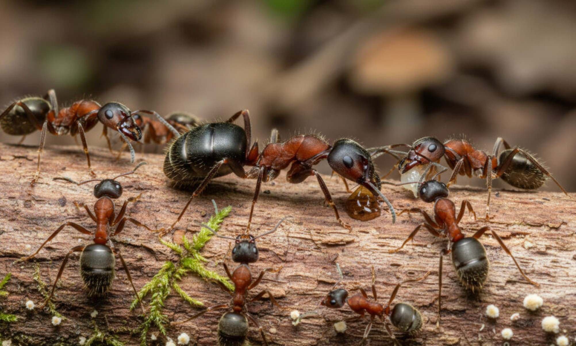 O inseto minúsculo que "avisa" a colônia inteira em segundos - Tupi