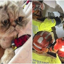 Gato fica preso entre paredes e mobiliza bombeiros em BH - CBMMG / Divulgação