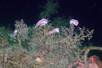Um grupo de pesquisadores de vários países encontrou diversos animais e microrganismos nunca antes vistos durante uma expedição na costa do Chile.  -  (crédito: ROV SuBastian/Schmidt Ocean Institute)