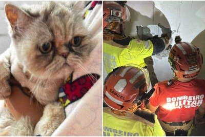  Pet foi resgatado sem ferimentos aparentes e entregue a sua tutora, que ficou responsável pelos cuidados -  (crédito: CBMMG / Divulgação)