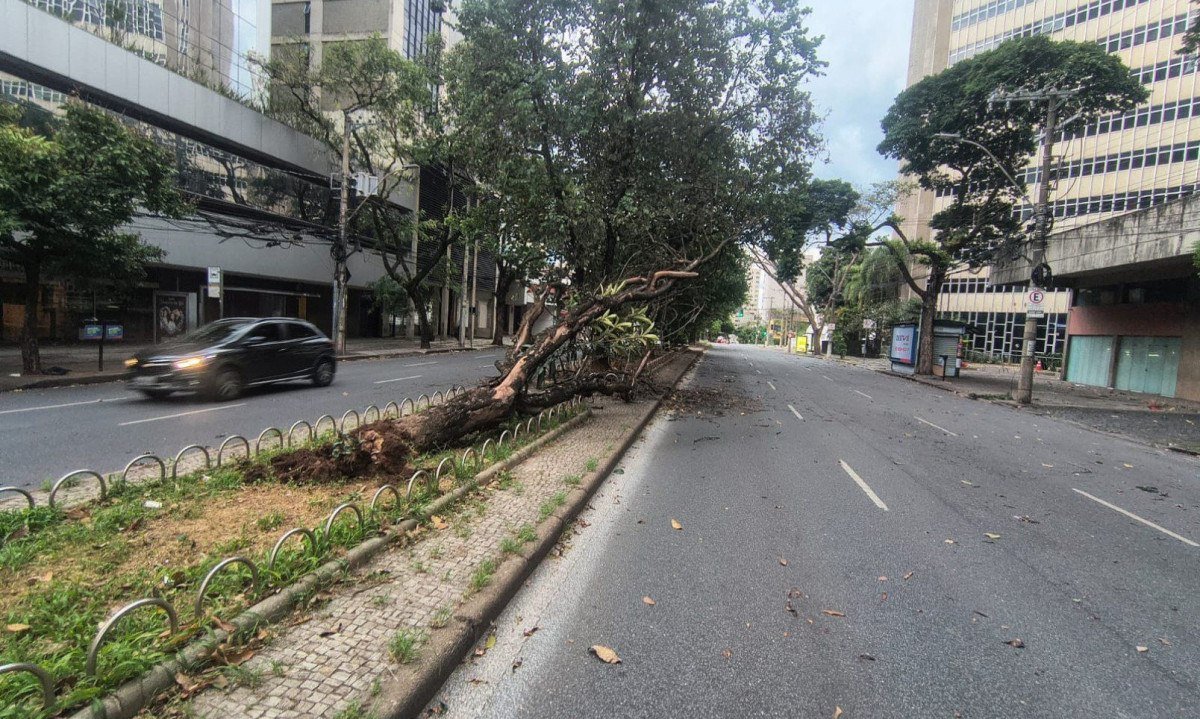 Ventania derrubou árvore na avenida Getúlio Vargas, na Savassi, nesta quinta-feira (1º/1) -  (crédito: Paulo Galvão/EM/D.A.PRESS)