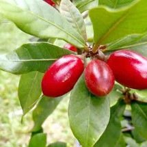 Fruta-do-milagre chama atenção por alterar a percepção do paladar - Hamale Lyman/Wikimédia Commons