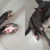 Cães comunitários de cidade histórica de MG são feridos com facão -  (crédito: Reprodução/Redes sociais)