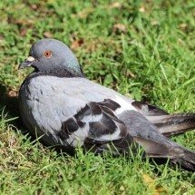 Empresa russa cria ‘pombos-drone’ controlados à distância por chip cerebral para missões de espionagem - Wikimeidia Commons/Fernando Losada Rodríguez