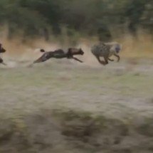 Leão interrompe ataque e salva hiena prestes a parir - Reprodução de vídeo/redes sociais