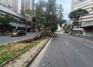 Ventania derrubou árvore na avenida Getúlio Vargas, na Savassi, nesta quinta-feira (1º/1) -  (crédito: Paulo Galvão/EM/D.A.PRESS)