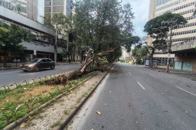 Ventania derrubou árvore na avenida Getúlio Vargas, na Savassi, nesta quinta-feira (1º/1) -  (crédito: Paulo Galvão/EM/D.A.PRESS)