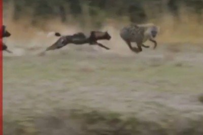 As câmeras de um novo documentário da BBC sobre vida selvagem registraram uma cena que surpreendeu até a própria equipe: uma hiena prestes a dar à luz escapou de um ataque fatal quando um leão, em vez de concluir a investida, interrompeu a ação de forma inesperada. -  (crédito: Reprodução de vídeo/redes sociais)