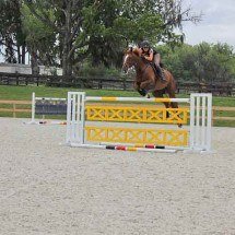 Ocala, na Flórida, ganha projeção internacional como Capital Mundial do Cavalo - Reprodução do Flickr Eleanor Rhinehart