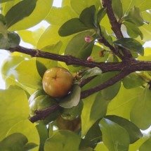 Árvores frutíferas se espalham pelas esquinas de BH - Jorge Lopes/EM/D.A Press