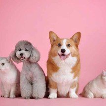 Pesquisa revela que pessoas estão preferindo ter pets no lugar de filhos - huoadg5888/Pixabay