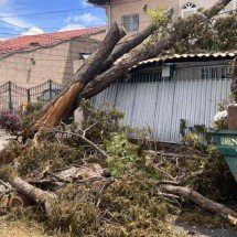 Chuvas intensas em BH provocam aumento de quedas de &aacute;rvores, com 220 registros entre outubro e janeiro; dezembro lidera com 155 ocorr&ecirc;ncias -  (crédito: Ed&eacute;sio Ferreira/EM/DA Press)