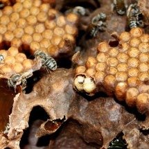 Pesquisa revela abelhas únicas na Chapada dos Veadeiros - Reprodução