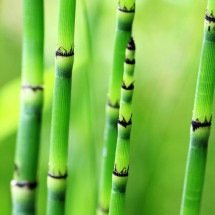 Bambu no Brasil: entre mitos antigos e ciência moderna - Pixabay