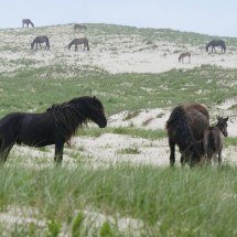 Cavalos selvagens com habilidades ‘únicas’ vivem em iIlha isolada no meio do Atlântico Norte; veja! - Wikimedia Commons/Paul Gierszewski