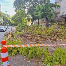 BH e Região: chuva provoca mais de 20 quedas de árvores em 24 horas - Jair Amaral/EMD.A.Press
