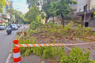 BH e Região: chuva provoca mais de 20 quedas de árvores em 24 horas
