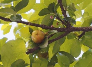 As cinco &aacute;rvores frut&iacute;feras mais comuns encontradas em BH s&atilde;o castanheira, goiabeira, mangueira, pitangueira e amoreira -  (crédito: Jorge Lopes/EM/D.A Press)