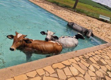 As quatro vacas já estavam na piscina quando funcionário do clube chegou para trabalhar -  (crédito: CBMMG)
