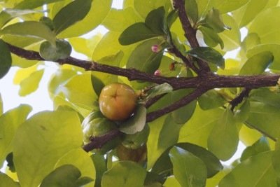 As cinco &aacute;rvores frut&iacute;feras mais comuns encontradas em BH s&atilde;o castanheira, goiabeira, mangueira, pitangueira e amoreira -  (crédito: Jorge Lopes/EM/D.A Press)